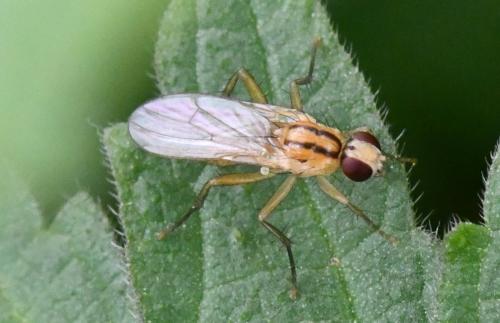 Réf. 300 449 : Cordilura albipes